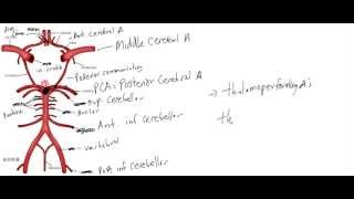 Brain Circulation  Circle of Willis Made Simple [upl. by Lamont]