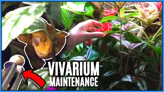 Bioactive Crested Gecko Setup Maintenance Crested Gecko Feeding amp How to Take Plant Cuttings [upl. by Anival]