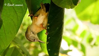 Tailorbird making nest first stage 4k [upl. by Zapot]