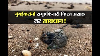 Mumbaikars Be Aware  Blue Bottle Jellyfish Spotted At Mumbai Beaches [upl. by Kristos]