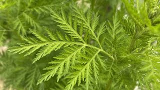 ARTEMISIA ANNUALE  Artemisia annua  analizziamo le sue proprietà antitumorali [upl. by Analem545]