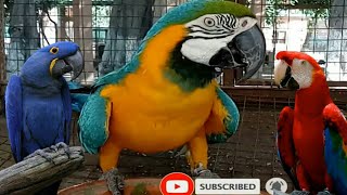 macaw parrot talking  macaw parrot sound [upl. by Aenert867]