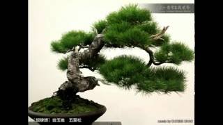 Juniper Bonsai Exhibition [upl. by Jacquelynn781]