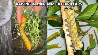 Learn how YOU can raise caterpillars at home 🐛 EASY GUIDE [upl. by Artenahs]