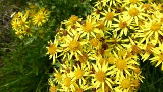 Insects on Jacobaea vulgaris common ragwort [upl. by Ardnuahsal]