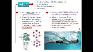 BIOMOLÉCULAS INORGÁNICAS  Cotamania [upl. by Notnelc]