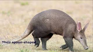 Aardvarks  aardvark facts [upl. by Irena]