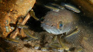 Snakehead fry in the wild [upl. by Tharp659]