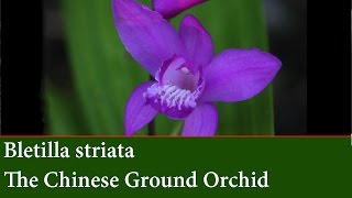 How to Divide and Propagate Bletilla striata  Chinese Ground Orchid [upl. by Anilehs]