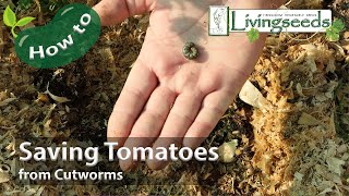 Saving Cutworm Damaged Tomatoes [upl. by Slrahc]