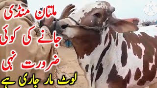 Multan Cow Mandi Fresh Video Fresh Rates  Global Village Farming [upl. by Annaiek630]