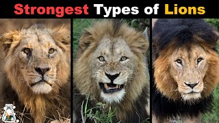 10 Most Powerful Types of Lions That Ever Lived [upl. by Koerner]