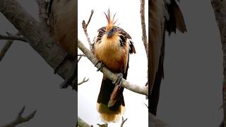 Guyanas national bird one of the most primitive extant bird speciesHoatzin Opisthocomus hoazin [upl. by Perloff200]