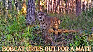 BOBCAT SCREAMING FOR A MATE [upl. by Ahsinwad]