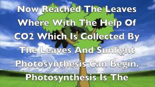 Osmosis Cohesion Adhesion Transpiration and Photosynthesis [upl. by Ysset810]