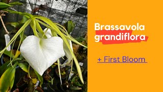 Brassavola grandiflora First Bloom [upl. by Dinsmore]