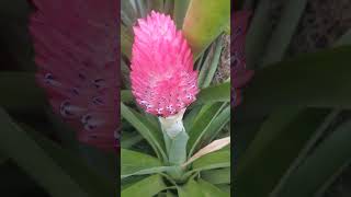 Quesnelia testudo species of Bromeliads  Bromeliad blooms [upl. by Dora]