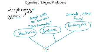 Domains of Life and Phylogenetic Trees geobiology [upl. by Charmine326]