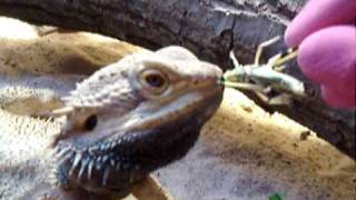 Lizards Eating Live Insects and Worms [upl. by Sej]