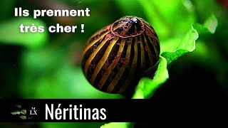 TOUT LE MONDE EN VEUT AUX NÉRITINAS  Ces escargots sont les souffredouleurs des aquariums [upl. by Aned]