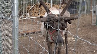 Reindeer With Severe Antler Warts Needs Help [upl. by Etnor]