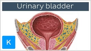 Urinary bladder function blood supply and innervation  Human Anatomy  Kenhub [upl. by Secnarfyram214]