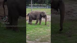 How much does an Elephant weigh [upl. by Keiko]