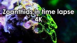 Zoanthids in time lapse  4K [upl. by Adnawed461]