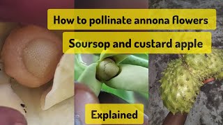 How to pollinate annona flowers Soursop and Custard apple  Explained [upl. by Tobias605]