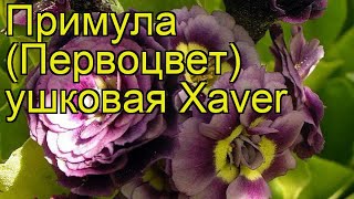 Примула ушковая Ксавьер Краткий обзор описание характеристик primula auricula Xaver [upl. by Anilorak]