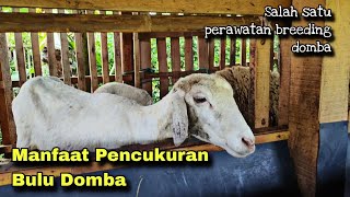 Manfaat Pencukuran Bulu Domba  Salah satu perawatan breeding domba yang harus di ketahui [upl. by Lancelle]