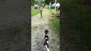 German short hair pointer birddog gsp hunttingdog [upl. by Stempson]