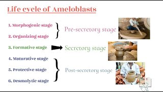 AMELOGENESIS [upl. by Anyt]