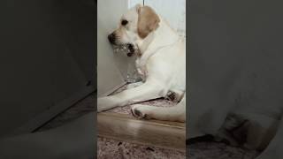 My dog likes to nibble on bottles asmr asmrsounds asmrvideo shorts dogs labrador [upl. by Raclima771]