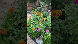 Zinnias from seed fyp homeandgarden zinnias gardenideas gardenbed gardenvibes zinniaseeds [upl. by Singer126]