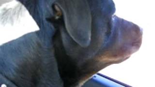 REALLY MAD ROTTWEILER GROWLING [upl. by Tran633]