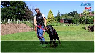 Non Pull Training Your Dog With The HALTI Harness [upl. by Fidelas]