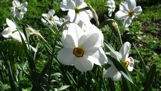 Narcissus poeticus [upl. by Erdei847]