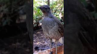 El pájaro lira que imita cualquier sonido birds birdsounds shorts lyrebird bird [upl. by Karlen382]