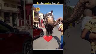 எதனால இப்படி யானைகளோட சாணத்தை சேகரிக்கிறாங்க  Collecting Elephant Dung  Animal Voiceover Tamil [upl. by Linus]