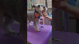 Schnauzer grooming cute haircut dog groomerlife pets [upl. by Claman718]