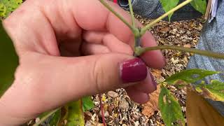 Acer negundo Sapindaceae boxelder ashleaf maple [upl. by Wernda]