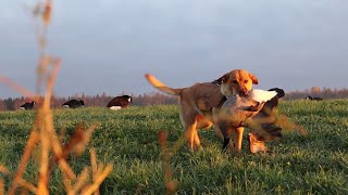 chasse à loutarde en octobre plein ciel de bernaches goose hunting 2023 [upl. by Anirres]