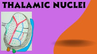 Thalamic Nuclei   Diencephalon Part 1b [upl. by Htiekal]