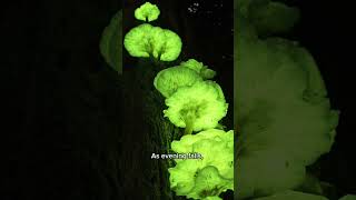 Discover the Enchanting Glow of Bioluminescent Mushrooms [upl. by Yendis]