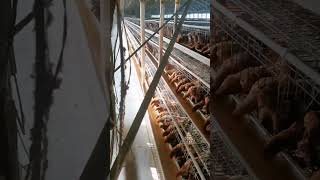 3Tier AType Layer Cage System For 10000 Birds Farm 10 Years of Layer Farm Cage Egg Production [upl. by Mcilroy322]