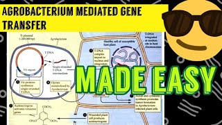 Agrobacterium Mediated Gene Transfer 😎😎 [upl. by Anileda]