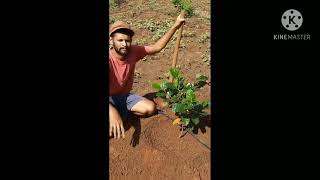 How to plant a Grafted Jackfruit plant for best fruit quality amp a sturdy disease resistant tree [upl. by Vassili]