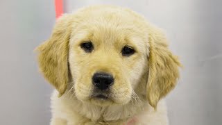 Fluffy clumsy Golden Retriever puppy [upl. by Dorren]