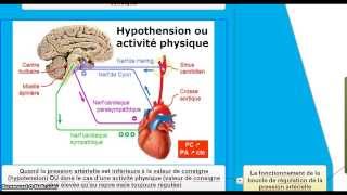 Le contrôle de la fréquence cardiaque et la régulation de la pression artérielle [upl. by Adolpho]